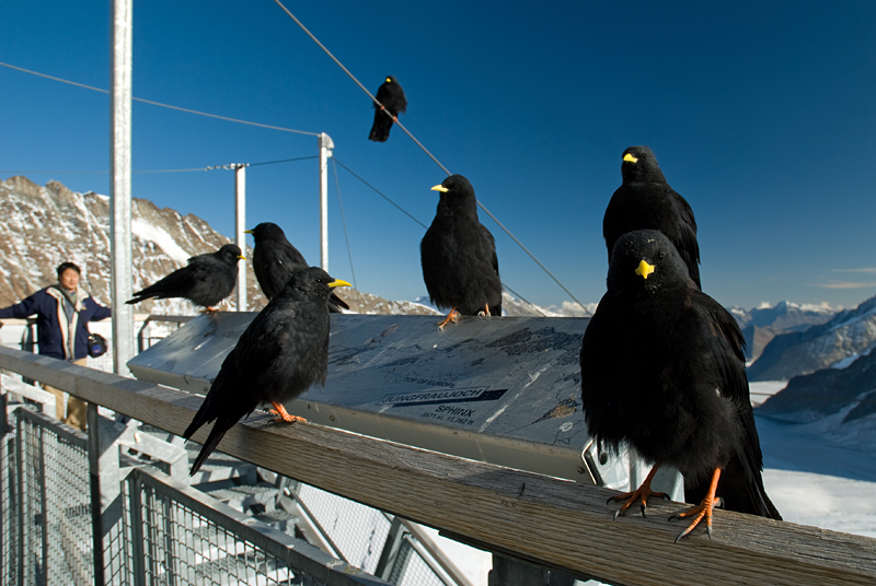 23_Alpy Szwajcarskie_Jungfraujoch.jpg